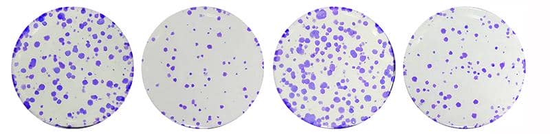 平板克隆檢測(cè)服務(wù)