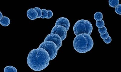 什么是穩(wěn)轉(zhuǎn)細胞株?如何構建穩(wěn)轉(zhuǎn)細胞株?