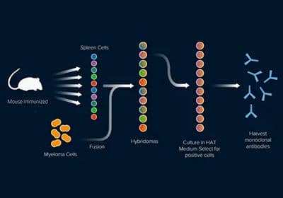 什么是雜交瘤技術?它的意義體現在哪些方面?