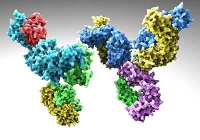 雙特異性抗體-其特點以及未來發展前景分析