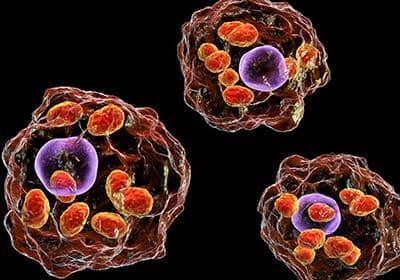 穩(wěn)定細(xì)胞株構(gòu)建的流程及其難點(diǎn)分析