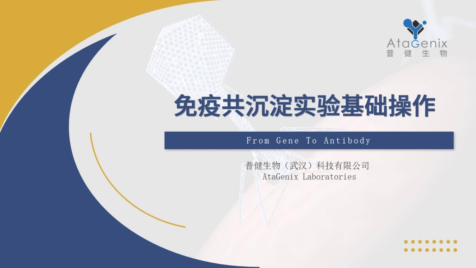 免疫共沉淀&mdash;&mdash;IP實(shí)驗(yàn)基礎(chǔ)操作