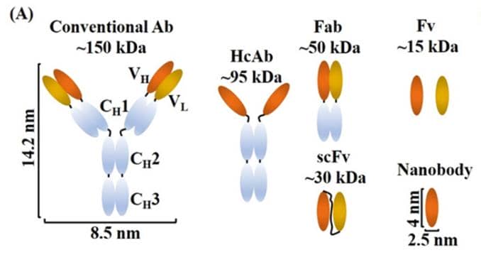 應用于腫瘤領域的納米抗體（Nbs）的結構與特性