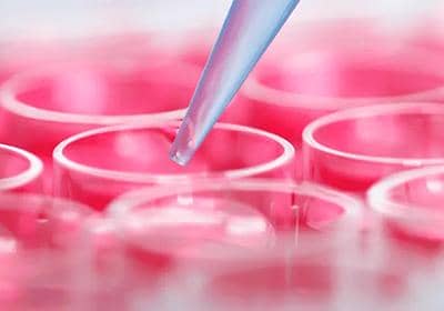 如何做好細胞培養工作?普健生物告訴您