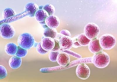 穩定細胞株的構建方式及其注意要點