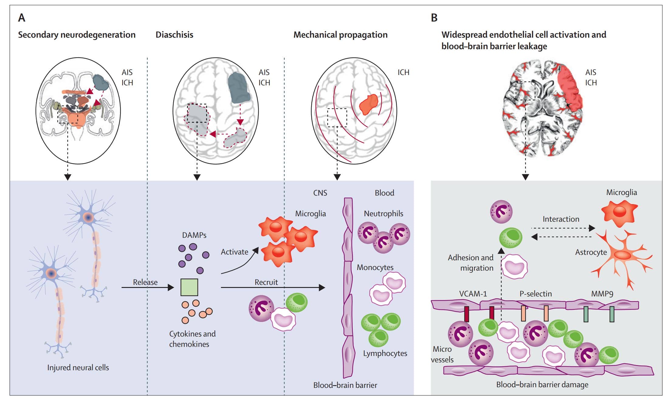 納米抗體作為診斷工具的臨床應用&mdash;&mdash; 用于疾病診斷