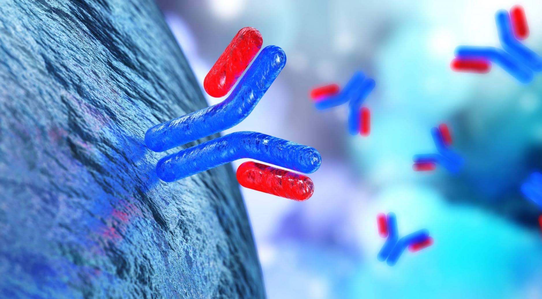 使用單個B細胞技術(shù)制備兔單克隆抗體