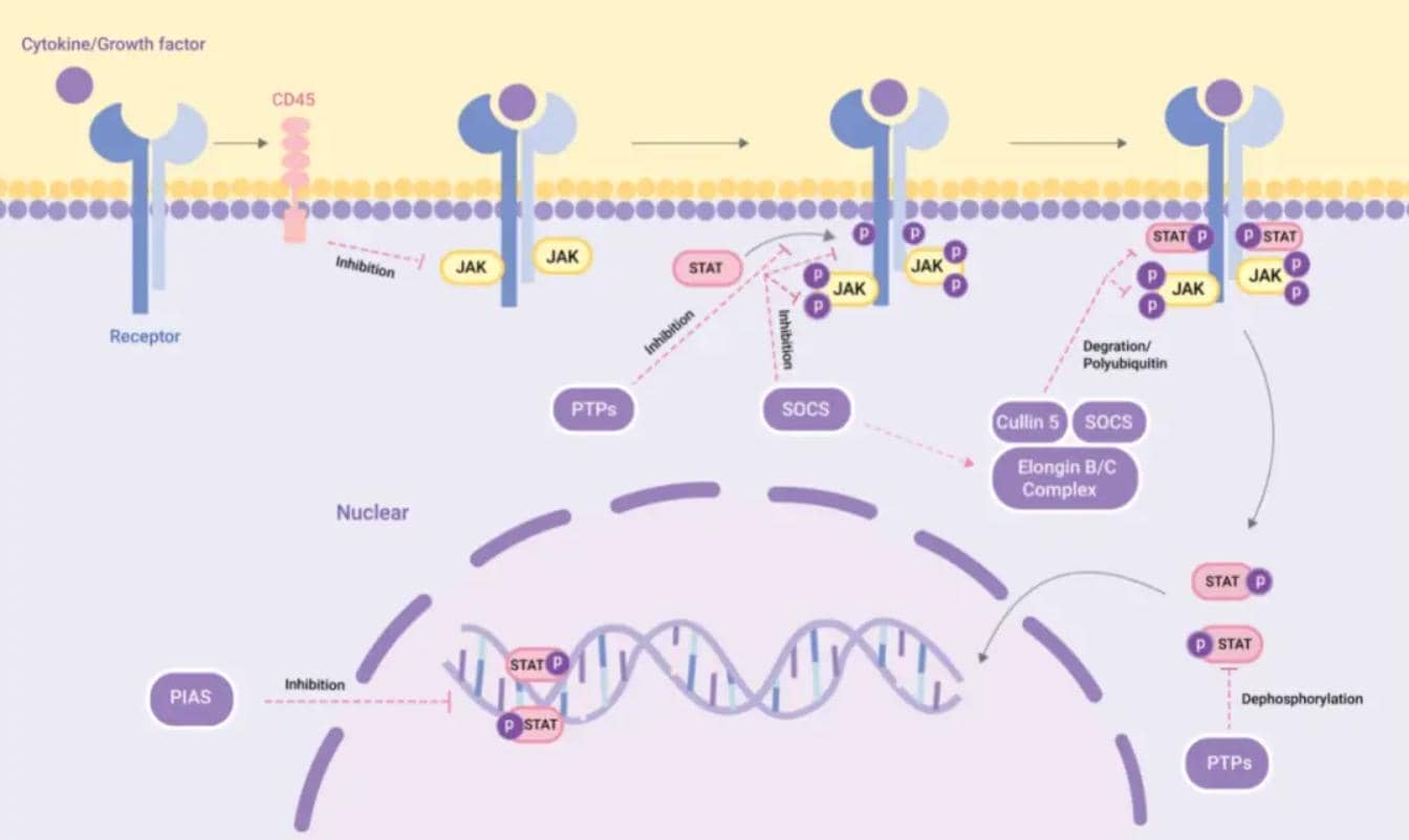 調控分子|先天免疫反應負調節劑USP18蛋白參與的免疫反應中的經典信號通路及機制