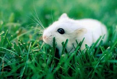 單克隆抗體人源化操作時(shí)需要注意哪些因素?