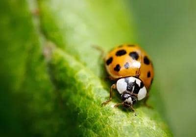 昆蟲桿狀病毒表達系統表達蛋白和純化的優勢盤點