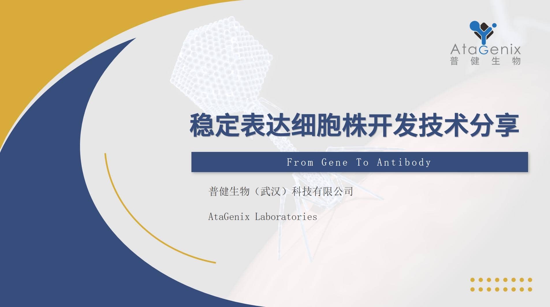 穩(wěn)定細(xì)胞株構(gòu)建