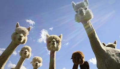 盤(pán)點(diǎn)納米抗體的抗原類(lèi)型-普健生物