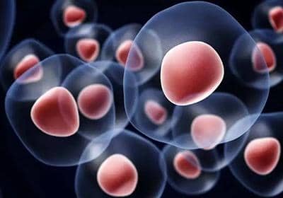 雜交瘤技術(shù)表達蛋白的優(yōu)劣勢分析