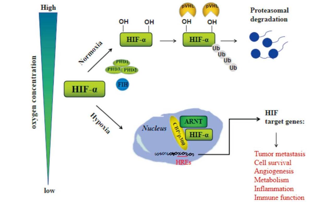 科學家發(fā)現(xiàn)蛋白質新功能，或是移植耐受力關鍵
