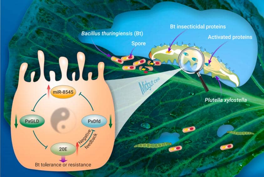 【技術分享第35期】破解小菜蛾抗Bt農藥的奧秘&mdash;&mdash;普健生物抗體開發助力發現miR-8545關鍵角色