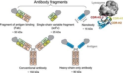 納米抗體：現代生物醫學的微型英雄