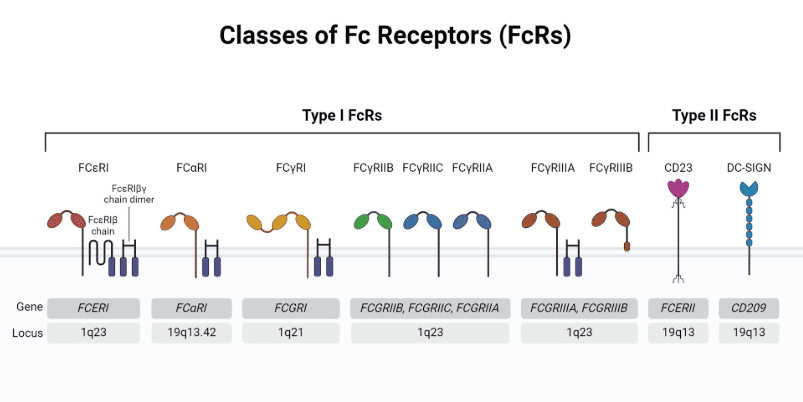 抗體結構與功能機制：從識別到效應的全流程解析（Fab區&Fc區）