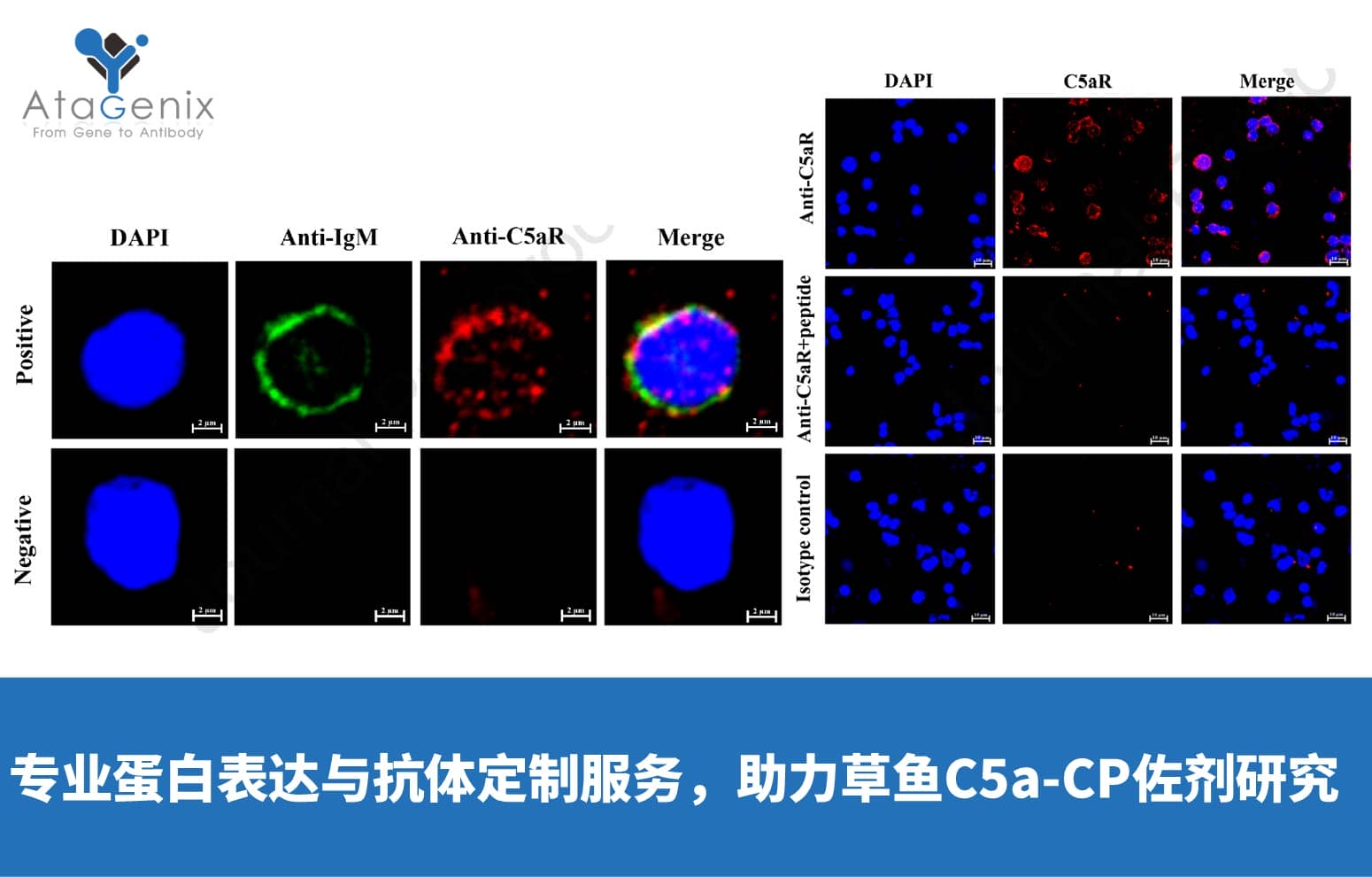 AtaGenix專業(yè)蛋白表達(dá)與抗體定制服務(wù)，助力草魚C5a-CP佐劑研究