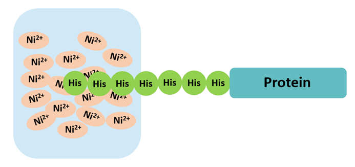 His-tag標簽純化原理