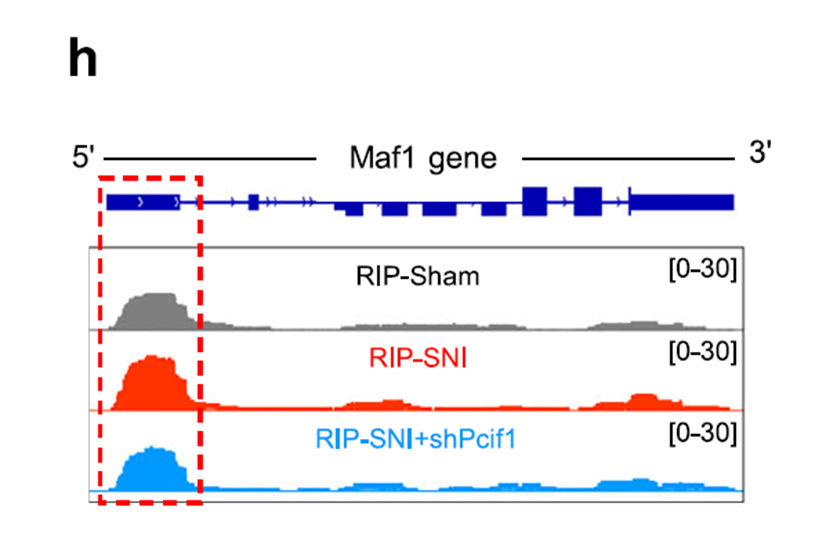 S1HL 中 Maf1 基因上 m6Am 峰