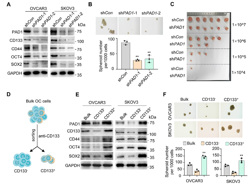 PAD1增加OC細(xì)胞的腫瘤起始能力