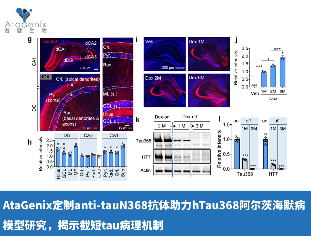 AtaGenix定制anti-tauN368抗體助力hTau368阿爾茨海默病模型研究，揭示截短tau病理機(jī)制