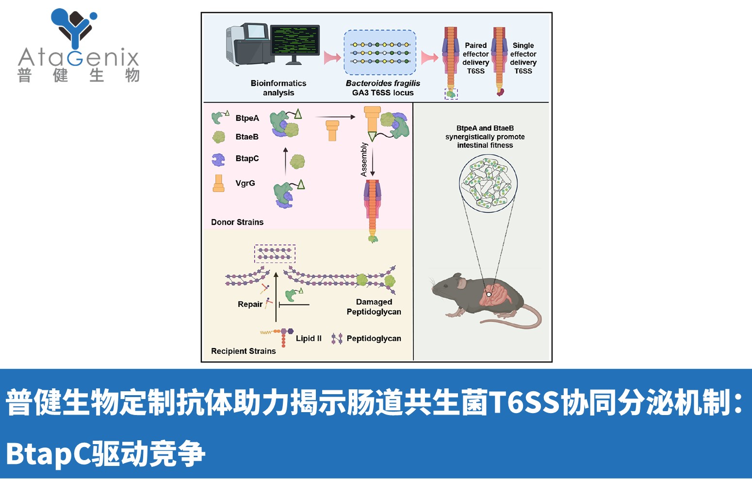 普健生物定制抗體助力揭示腸道共生菌T6SS協同分泌機制：BtapC驅動競爭