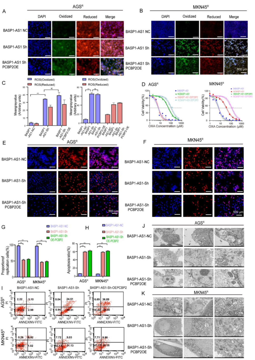 BASP1-AS1通過PCBP2調(diào)控通路抑制GC細胞鐵死亡