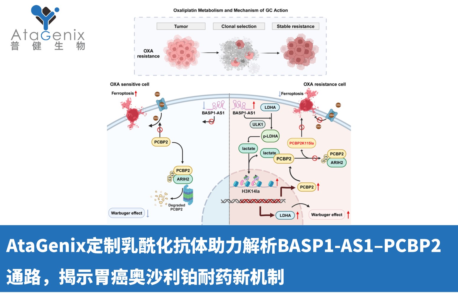 AtaGenix定制乳酰化抗體助力解析BASP1-AS1&ndash;PCBP2通路，揭示胃癌奧沙利鉑耐藥新機制
