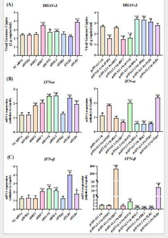 基因沉默和過(guò)表達(dá)對(duì)DHAV-3復(fù)制及IFN-I反應(yīng)的影響在6小時(shí)后的反應(yīng)