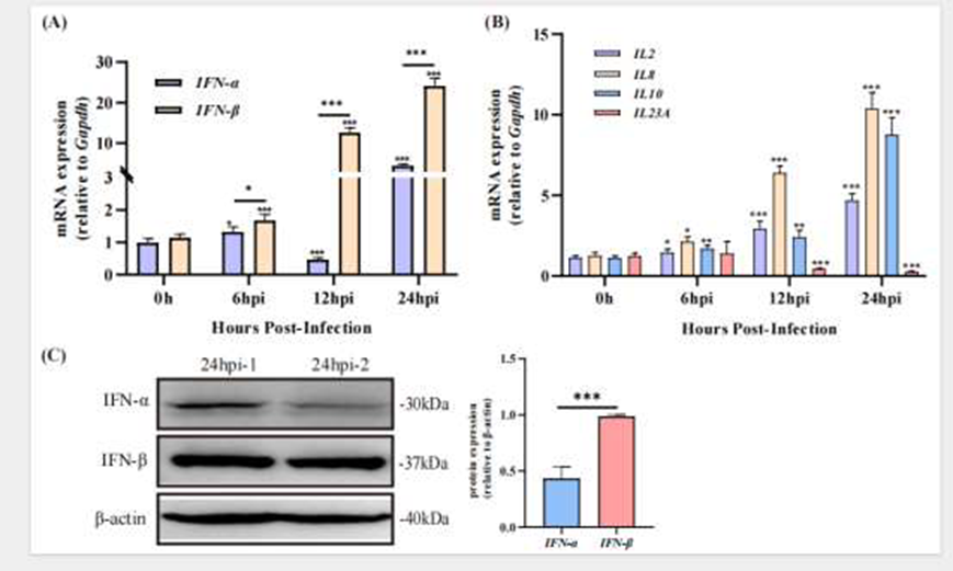 DHAV-3感染后IFN-Ⅰ和細(xì)胞因子表達(dá)的變化